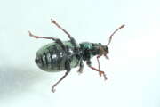 Thumbnail 415018 B