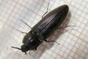 Thumbnail 415035 B