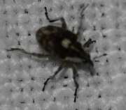 Thumbnail 415059 B