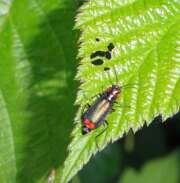 Thumbnail 415064 B