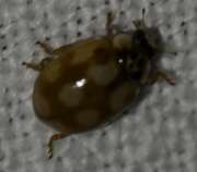 Thumbnail 415071 B