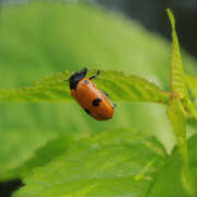Thumbnail 415087 A