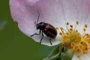Thumbnail 415167 A