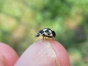 Thumbnail 415181 B