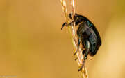 Thumbnail 415245 A