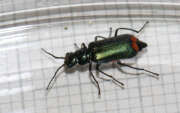 Thumbnail 415305 A