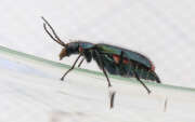 Thumbnail 415305 B