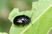 Thumbnail 415326 B