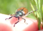 Thumbnail 415438 B