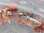 Thumbnail 415450 A