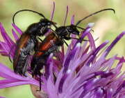 Thumbnail 415452 B