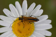Thumbnail 415524 B