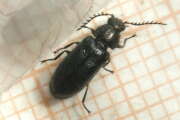 Thumbnail 415572 B
