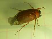 Thumbnail 415609 B
