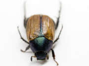 Thumbnail 415616 B
