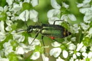 Thumbnail 415639 B