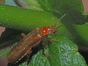 Thumbnail 415663 B
