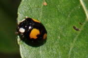 Thumbnail 415736 B