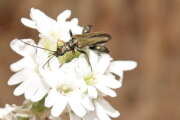 Thumbnail 415762 B