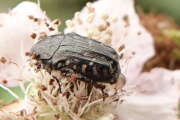 Thumbnail 415776 A