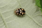 Thumbnail 415784 B