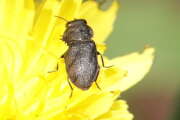 Thumbnail 415785 B