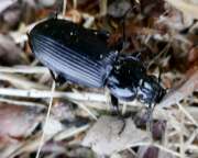 Thumbnail 415849 B