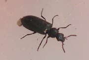 Thumbnail 415904 B
