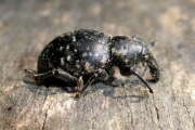 Thumbnail 415952 A