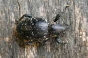 Thumbnail 415952 B