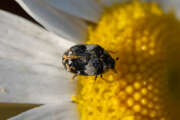 Thumbnail 415960 A