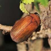 Thumbnail 416034 C