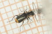 Thumbnail 416237 B