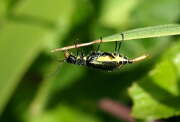 Thumbnail 416255 B