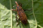 Thumbnail 416259 B