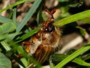 Thumbnail 416332 B