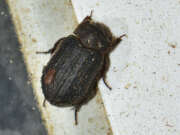 Thumbnail 416340 B