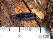 Thumbnail 416391 B