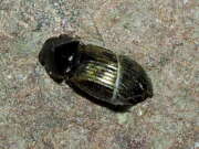 Thumbnail 416399 A