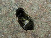 Thumbnail 416399 B