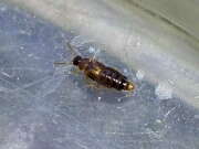 Thumbnail 416406 B