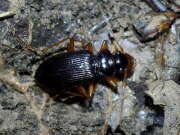 Thumbnail 416410 B