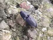 Thumbnail 416426 A