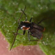 Thumbnail 416476 B