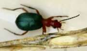 Thumbnail 416497 B
