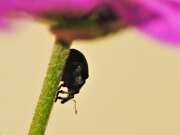 Thumbnail 416526 B