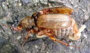 Thumbnail 416531 A