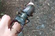 Thumbnail 416608 A