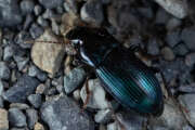 Thumbnail 416639 B