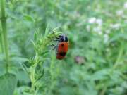 Thumbnail 416641 B